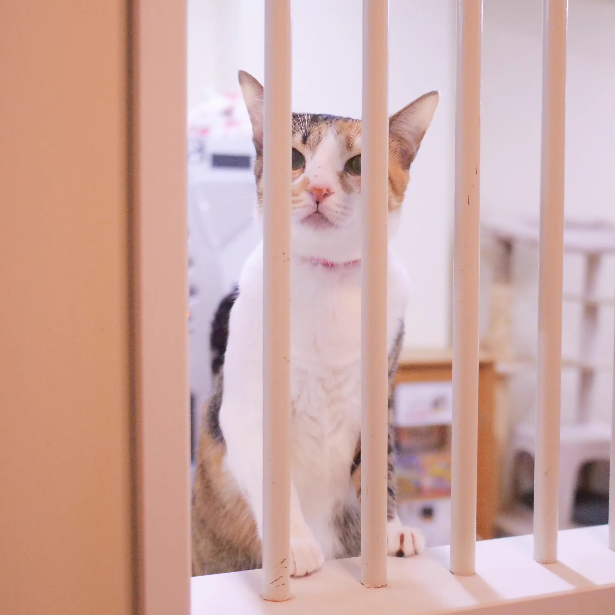 保護猫カフェMiagolare on X: 
