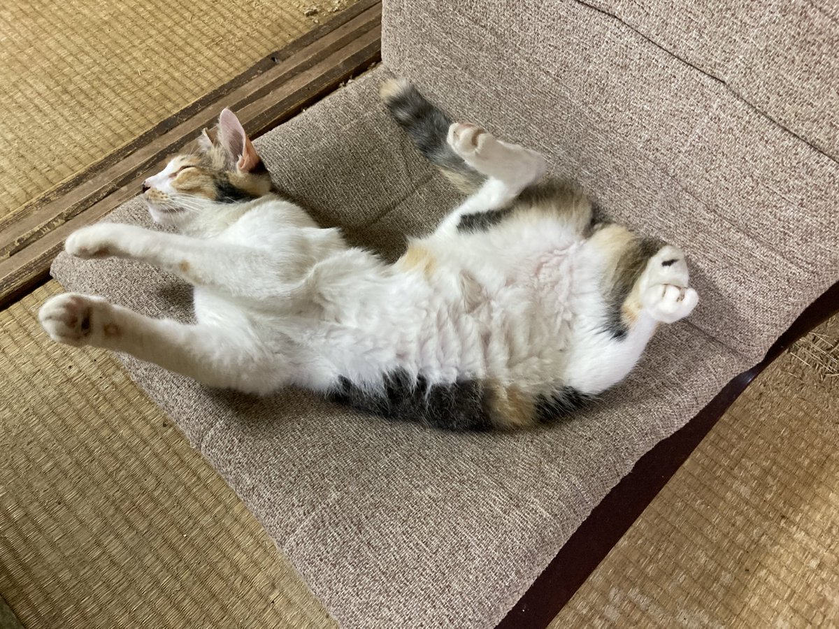 Insight_KANO's tweet photo. 八丈島、台風平穏願う

うちのネリちゃん、気まぐれやんちゃに過ごしているだろか https://t.co/tx7wNdfGjL