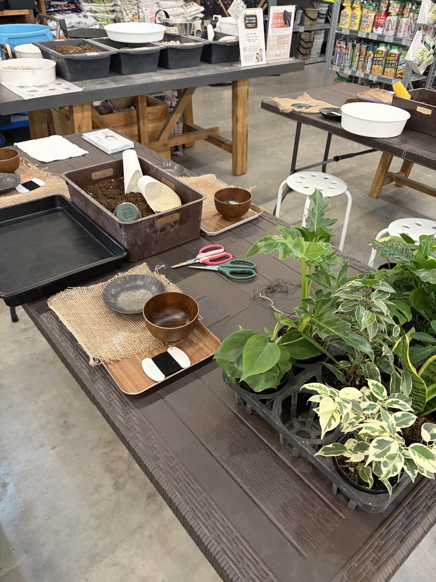 nii211ow's tweet photo. 今日は台風の中、苔玉を作ろうという大変酔狂なイベントをしている https://t.co/GZoisnw2s3