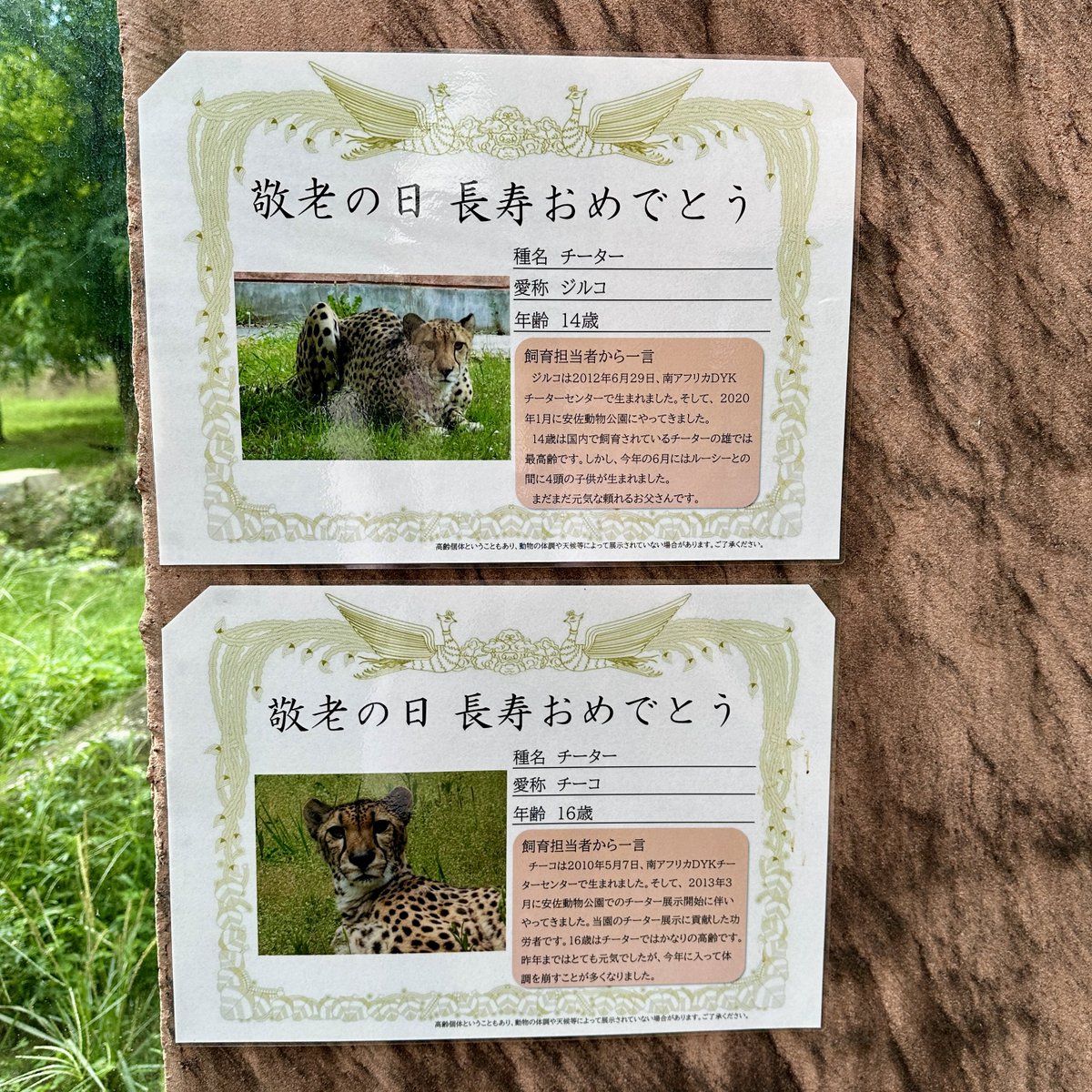 cat_silvervine's tweet photo. チーコさんとジルコさんの長寿表彰状🐆

#安佐動物公園
#チーター https://t.co/BukZOf2tpF