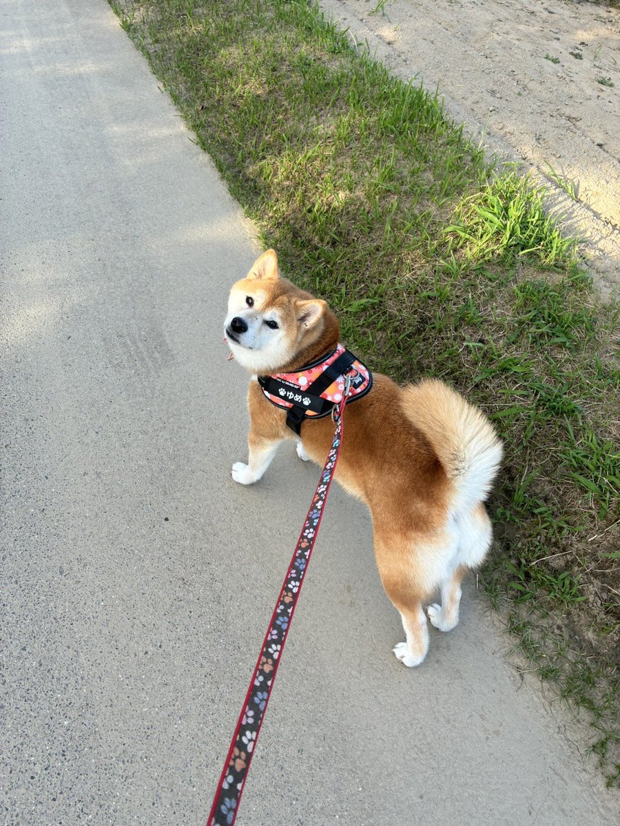 kipopipop's tweet photo. お散歩中にとことこ歩く姿を撮影しようとすると、毎回この顔でこっちを見てくる。
とてもかわいい https://t.co/4wEYbNYYGx