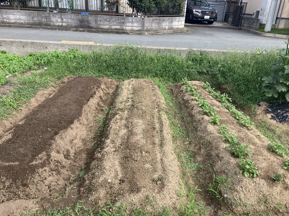 saka_diy's tweet photo. 家庭菜園を始めて1年経過。今まで縁のないことですが継続できてます。現在は秋植えでジャガイモとダイコンを植え付けたとこです。 https://t.co/fS1jsK4C6M