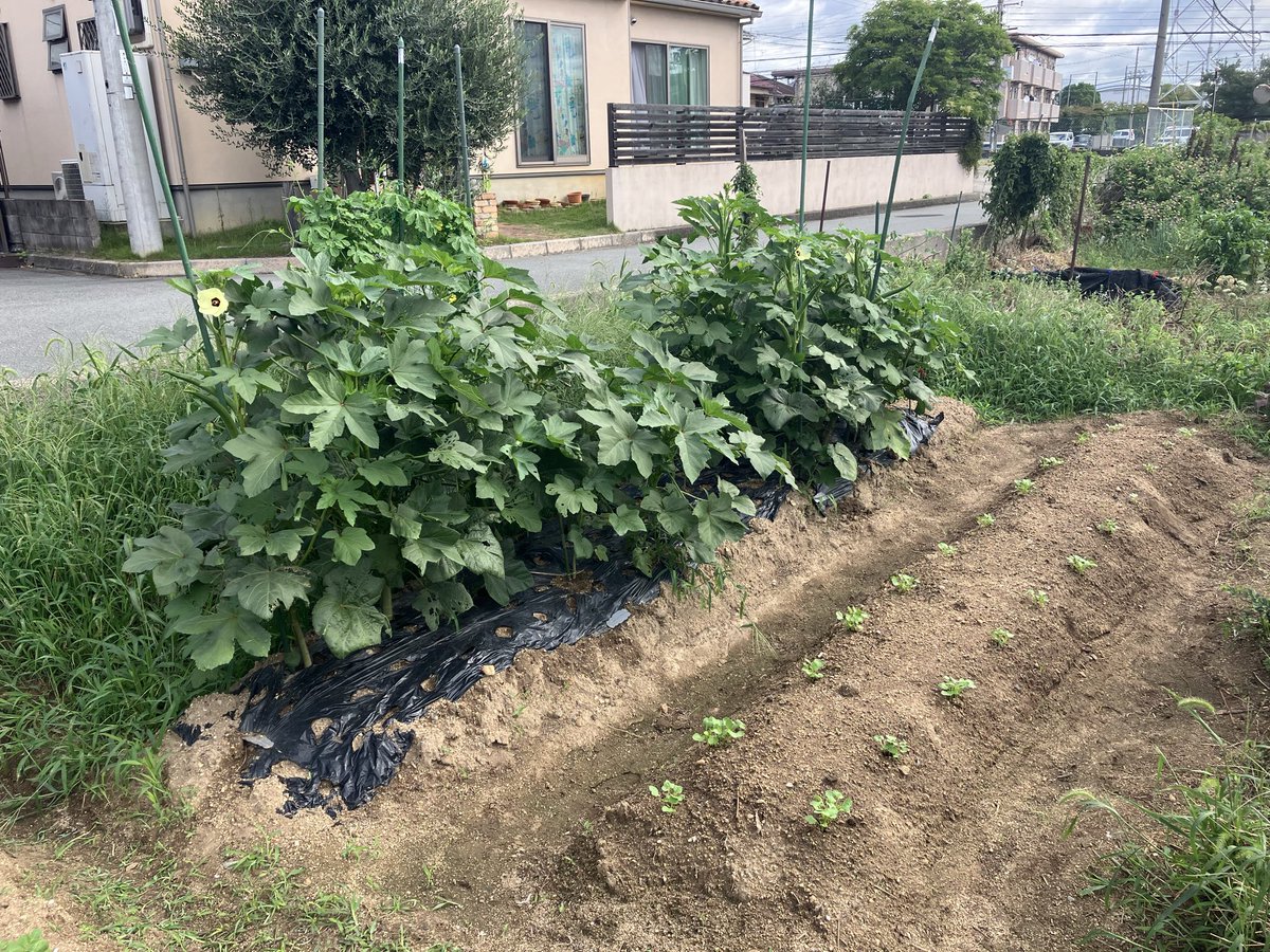 saka_diy's tweet photo. 家庭菜園を始めて1年経過。今まで縁のないことですが継続できてます。現在は秋植えでジャガイモとダイコンを植え付けたとこです。 https://t.co/fS1jsK4C6M