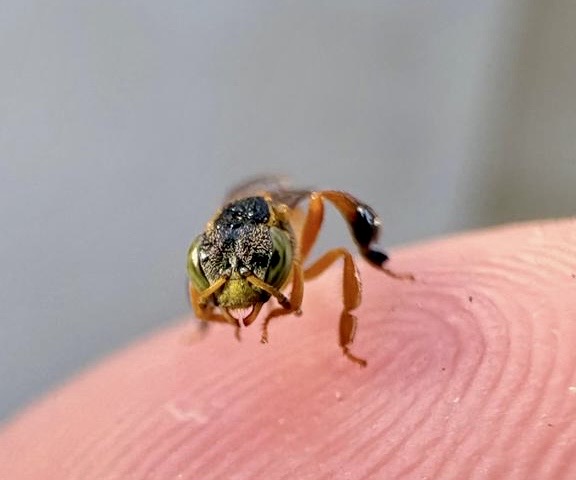 MyBlueEconomy's tweet photo. Meliponas bees do not sting. These peace loving "angels" generate a honey that treats cataract. When you visit Santa Marta (Colombia) visit Caffee MATTA, you will have your coffee with beehives next to you.  There is no risk of a sting, better, you can treat the bees as pets. https://t.co/tdYcHx7y4D