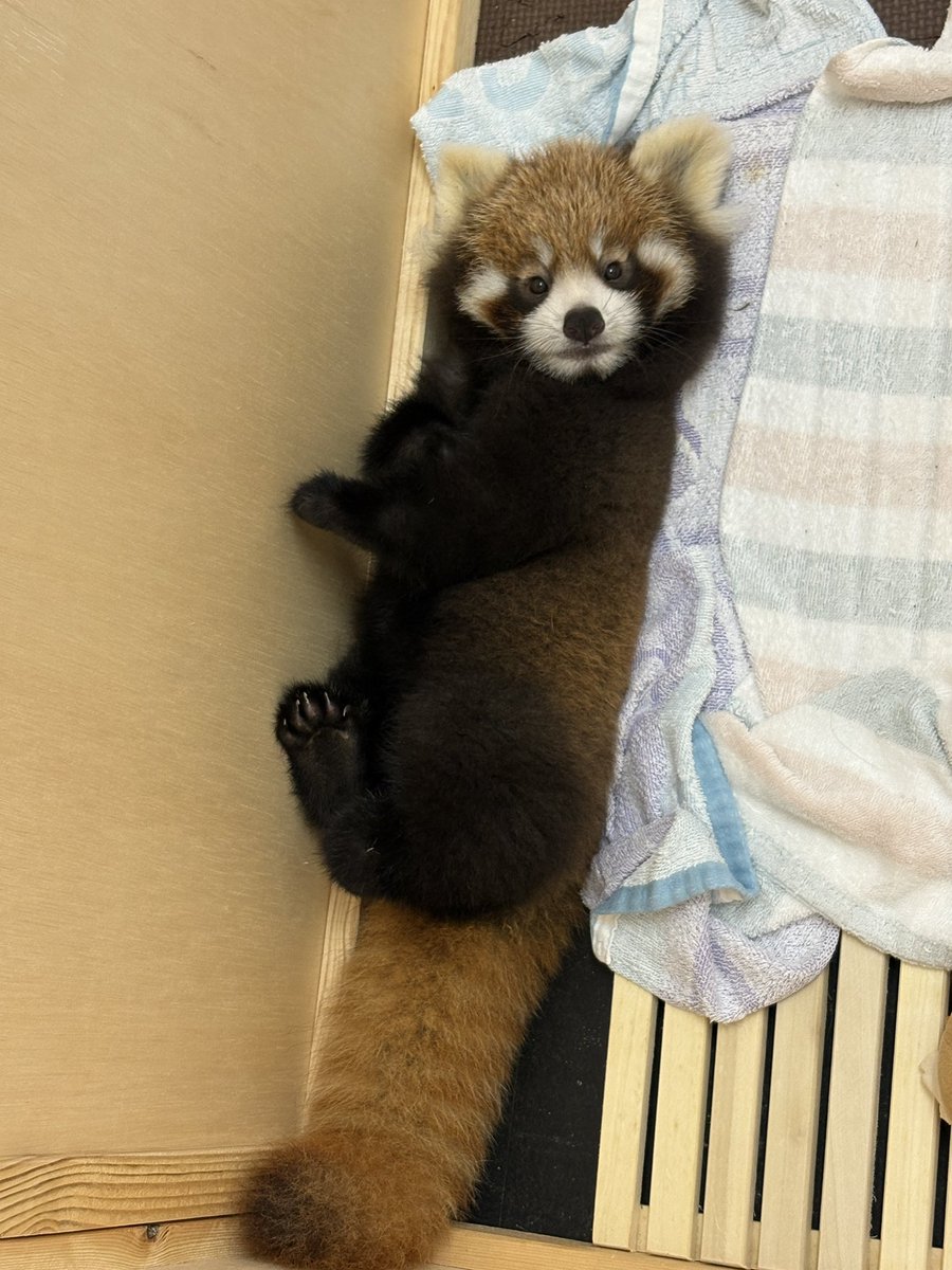 nishiyama_zoo's tweet photo. 【レッサーパンダの赤ちゃん情報】
人工哺育のかのこの仔

夜の哺乳時間に様子をのぞいてみると……👀

赤ちゃんが仰向けになって、起きていました😊

「そろそろミルクかな？」と待っているのかな？
夜の静かな時間に見せてくれた、かわいいひとコマでした。

#鯖江市西山動物園 https://t.co/7OeLq671Bz
