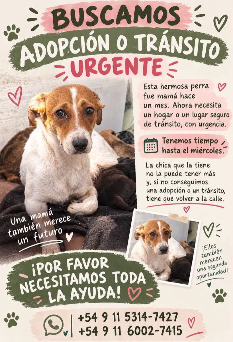 ComoNoAdorarlos's tweet photo. Urgente!! 🥺🙏🙏 ESTA PERRITA NECESITA TRANSITO💔  FUE MAMÁ HACE POCO Y AHORA SE TERMINA SU TRANSITO ESTE MIERCOLES!!! 👇👇👇👇👇👇👇
 https://t.co/uPeIi2rmIs https://t.co/Wv0kHgj6hg
