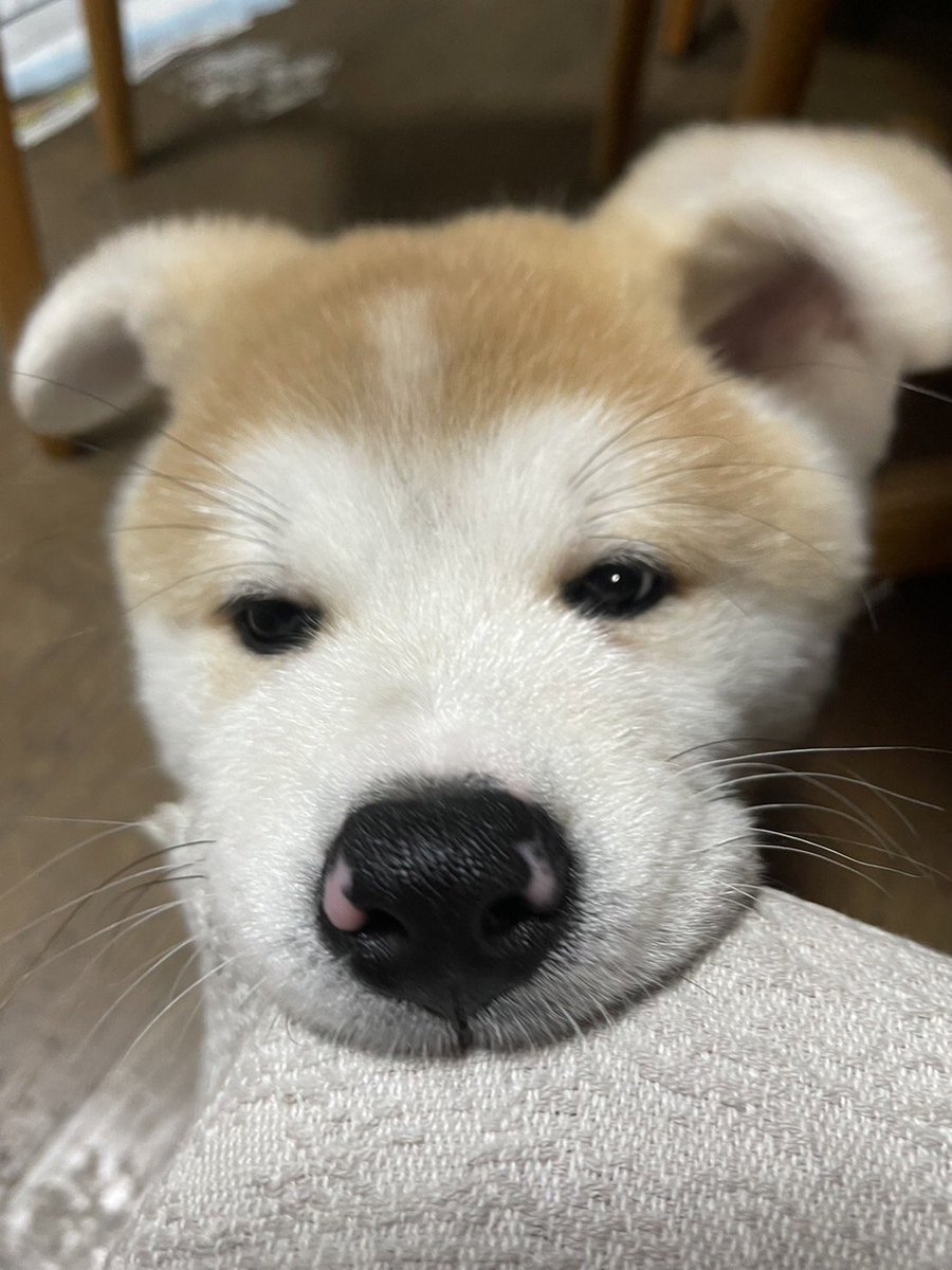 sayapac's tweet photo. 仔犬のときにもう1回戻って欲しい🐶🩷笑　耳と鼻の模様かわいい https://t.co/WSxNoBYqKC