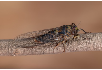 Zootaxa's tweet photo. Description of five new #Cicada species in the genus #Yoyetta Moulds (#Hemiptera: #Cicadidae: #Cicadettinae), from eastern New South #Wales, #Australia
#taxonomy
https://t.co/tDZOOwObat https://t.co/87zQO7ZF7J