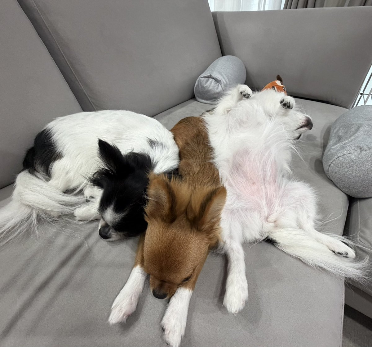 eeemiiichopiii's tweet photo. おはようございます☔️
約１ヶ月ぶりのポスト💦お久しぶりです🐶
レオは生後6ヶ月を過ぎました😊優しいココナツに毎日甘やかされています🤭

 #チワワ  #チワワのいる暮らし  #犬のいる暮らし https://t.co/xSJNxLsBXm
