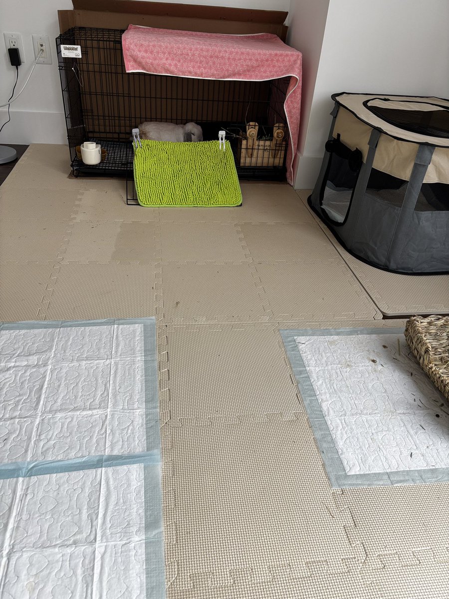 ya_sinpi's tweet photo. こんなに広々と綺麗におもちのスペースを作ってあるのにケージ内でリラックスする方が好きなもちもちおもち。
まだ新しい家を自分の縄張りにできてないのかな。 https://t.co/sM3kwsQknJ