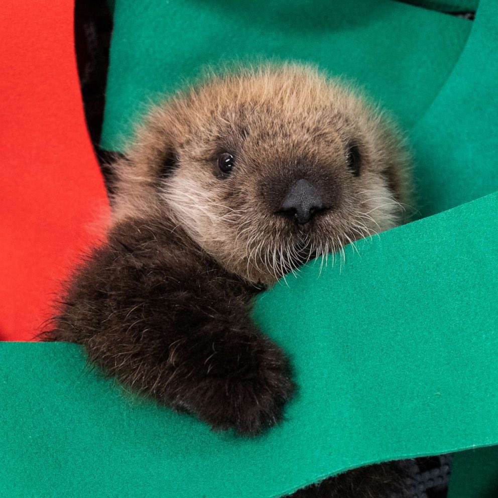 rakomogu's tweet photo. 9/20/2026 - 9/26/2026
みぷみぷなsea otter awareness week始まりです😭❤️😭❤️ https://t.co/nwgynu6lFZ