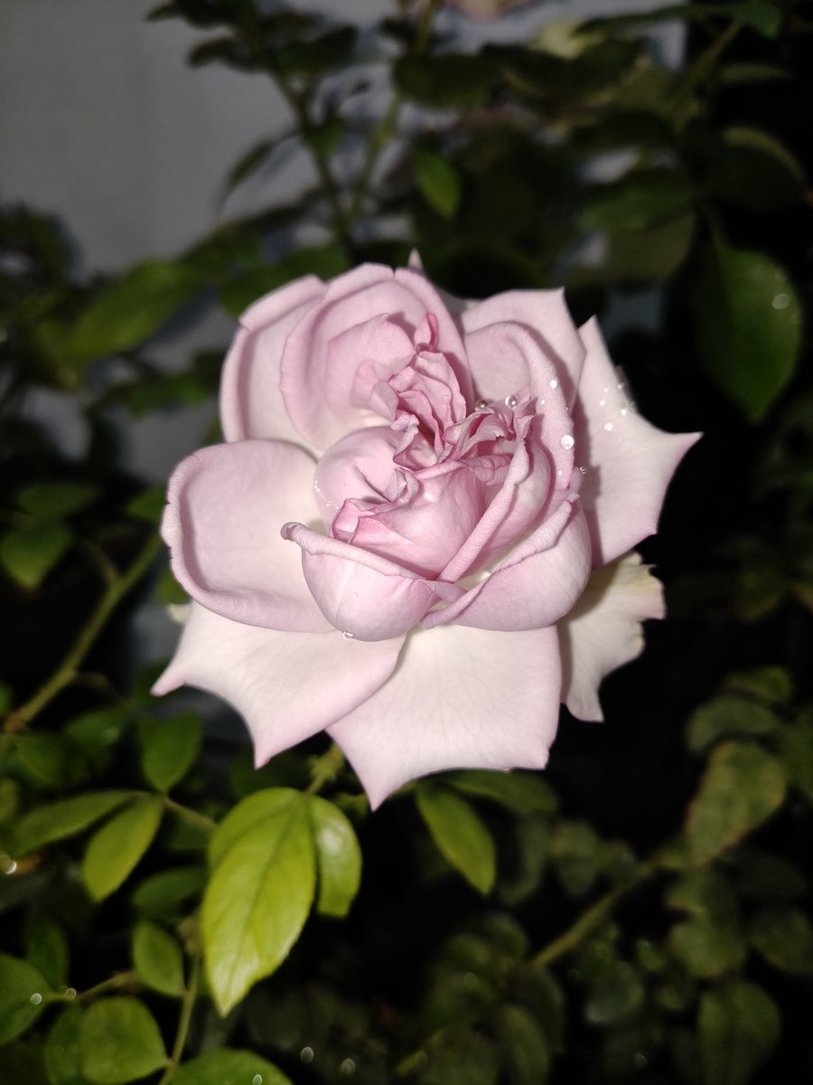 artbannat's tweet photo. Ya Allah dek, ngerawat mereka sampe cantik ya butuh effort dan biaya loh 🙃 https://t.co/1IdxToPsf5