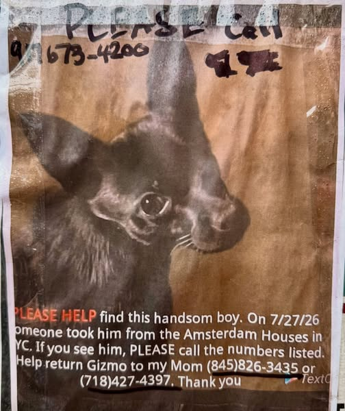 HouseCallVetNYC's tweet photo. I saw this heartbreaking missing-dog poster on my rounds in Midtown West, NYC. Keep your eyes open. Let’s get Little Gizmo home, safe and sound!
PLEASE SHARE!
#lostdogsofinstagram #lostdog #lostdogs #missingdog #midtownwest https://t.co/Ls2iBq7pqJ