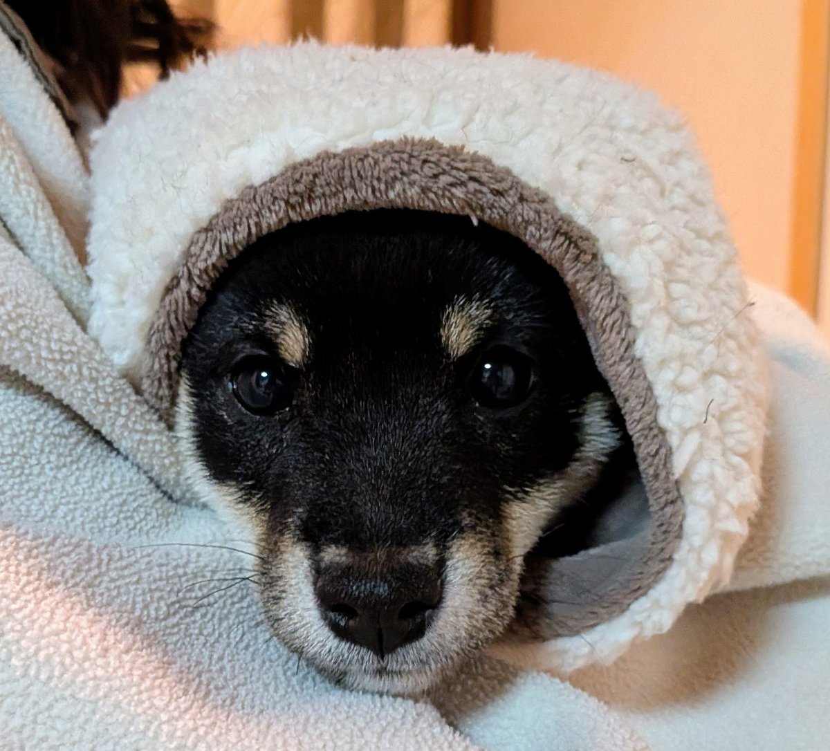 marumaru_87maru's tweet photo. ばぁああ〜〜〜👻

#柴犬 #豆柴
#犬好きさんと繋がりたい https://t.co/OxkaKVdosz