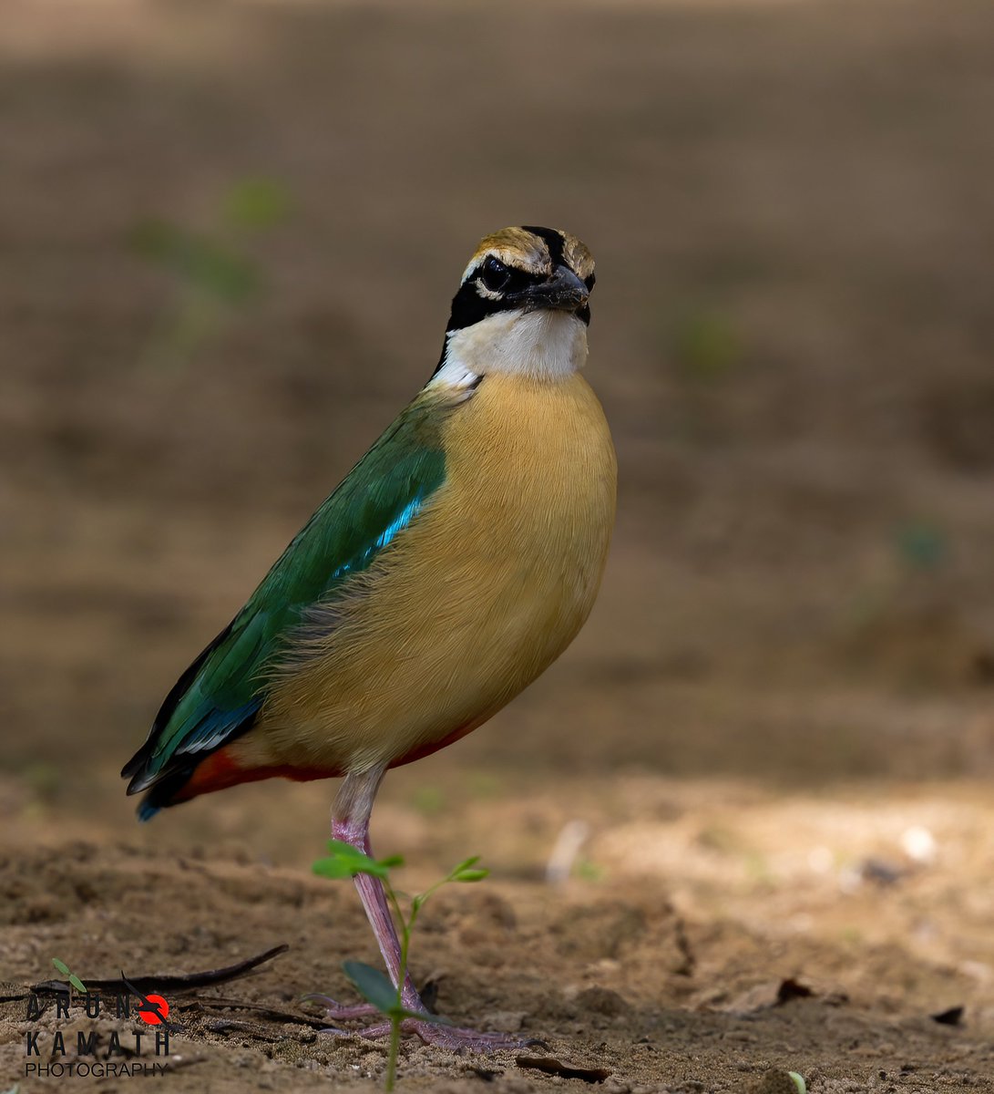 incognito9's tweet photo. The navrang, Indian Pitta for today.

#indiaves #thephotohour #TwitterNatureCommunity #wildlifephotography #birding #birds https://t.co/VBKY8HA5zr