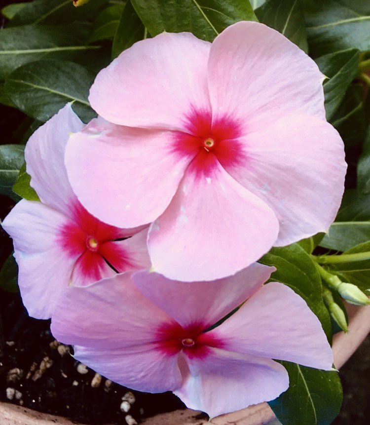 jukkkie's tweet photo. Our pink periwinkle flowers which were blooming in our garden in the past
💗💖💗💗
😌😽🌼🌼🌼🌼✨🌞
#Flowers #Periwinkle #photos https://t.co/PqBj5D4OLZ