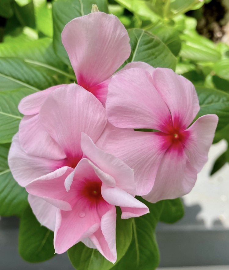 jukkkie's tweet photo. Our pink periwinkle flowers which were blooming in our garden in the past
💗💖💗💗
😌😽🌼🌼🌼🌼✨🌞
#Flowers #Periwinkle #photos https://t.co/PqBj5D4OLZ