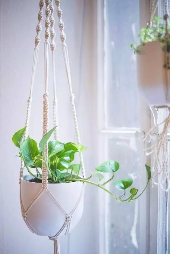 AnnitaPreirr's tweet photo. Just finished this macramé plant hanger made with cotton rope! Gave my pothos a whole new boho vibe  #HandmadeDIY https://t.co/IMGz853rY5