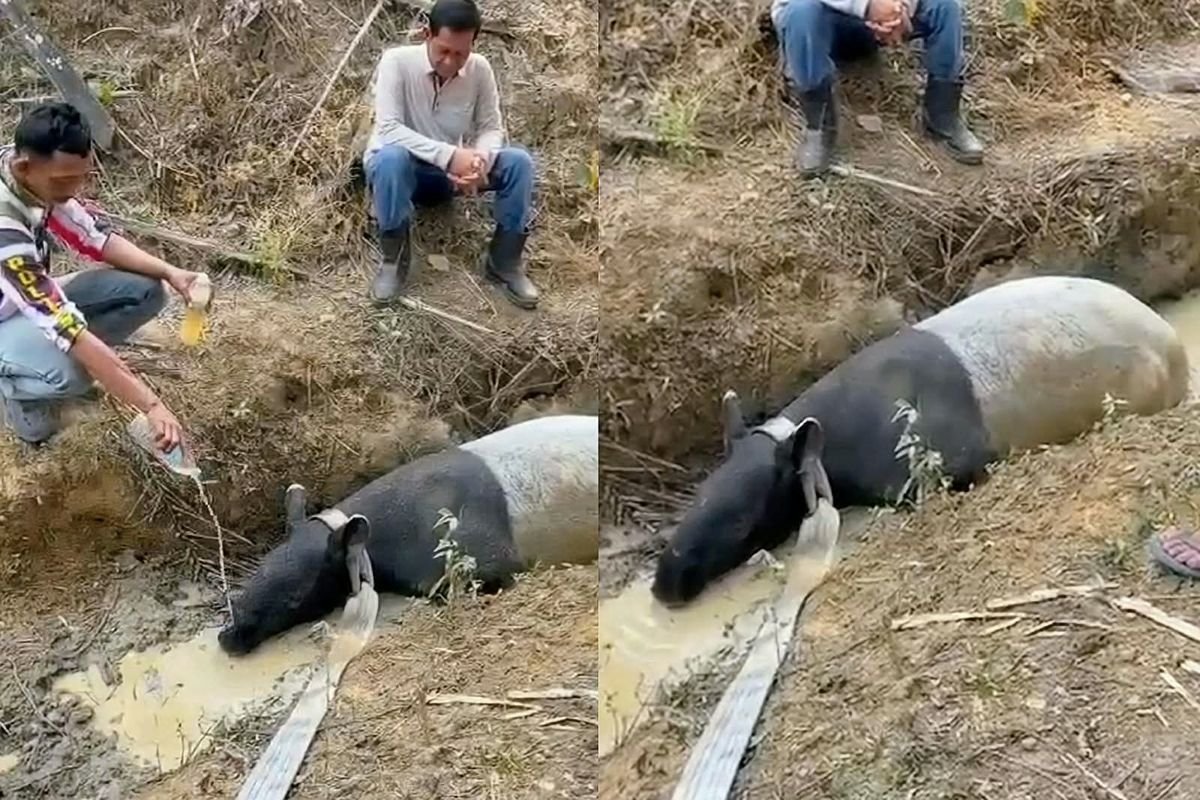 LambeSahamjja's tweet photo. seekor tapir kembali ditemukan di mesuji lampung :
- tepatnya di kebun sawit pt pematang agri lestari
- temuan ini bikin inget kasus juli 2026 waktu tapir di mesuji diburu ditombak dan disembelih warga
- di kasus juli itu polisi udah tangkap 4 orang tersangka dan 2 orang lagi masih diburu
- bksda belum tau pasti kondisi tapir kali ini apakah luka atau enggak masih diperiksa
- rencananya tapir bakal diserahin ke pemkab mesuji buat ditempatin di taman keanekaragaman hayati