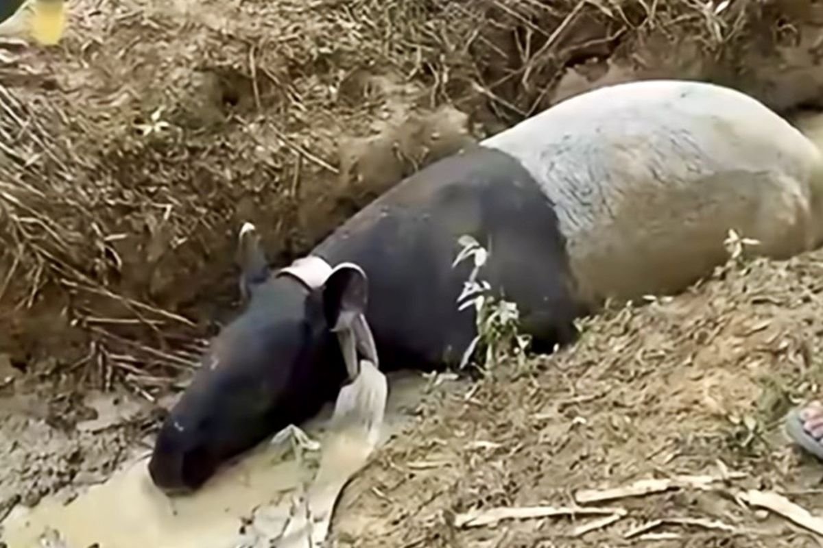 LambeSahamjja's tweet photo. seekor tapir kembali ditemukan di mesuji lampung :
- tepatnya di kebun sawit pt pematang agri lestari
- temuan ini bikin inget kasus juli 2026 waktu tapir di mesuji diburu ditombak dan disembelih warga
- di kasus juli itu polisi udah tangkap 4 orang tersangka dan 2 orang lagi masih diburu
- bksda belum tau pasti kondisi tapir kali ini apakah luka atau enggak masih diperiksa
- rencananya tapir bakal diserahin ke pemkab mesuji buat ditempatin di taman keanekaragaman hayati