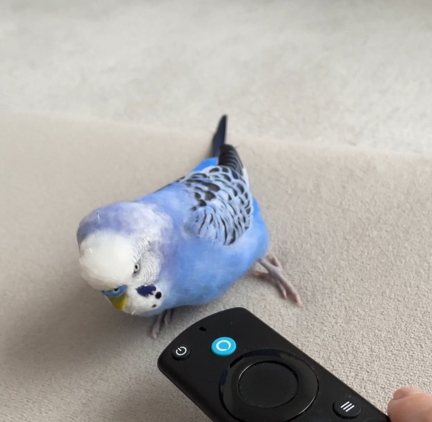 pppppisk's tweet photo. 目ぇこわ🩵 https://t.co/pQr8uTDMwD