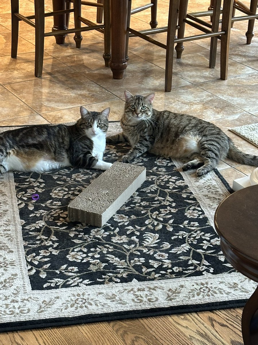 lnjaln's tweet photo. @gufopessimista @twinkluvr49 They’re not fat they’re big boned 😡 https://t.co/R1oacTSrAz