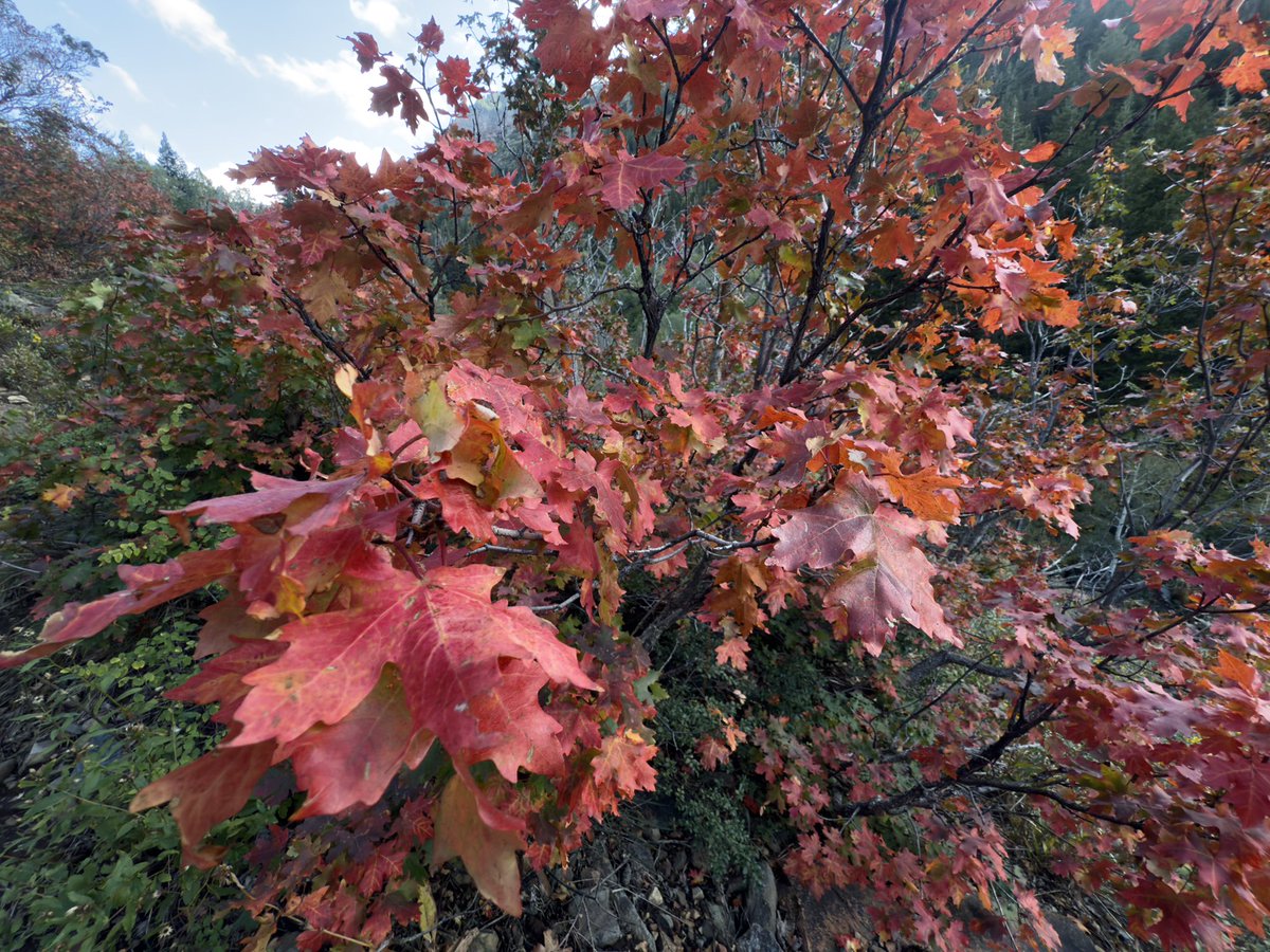 xMEZZIERx's tweet photo. Quick Hike:3 with my HOT CHOCOLATE https://t.co/MIVmBzZFwb