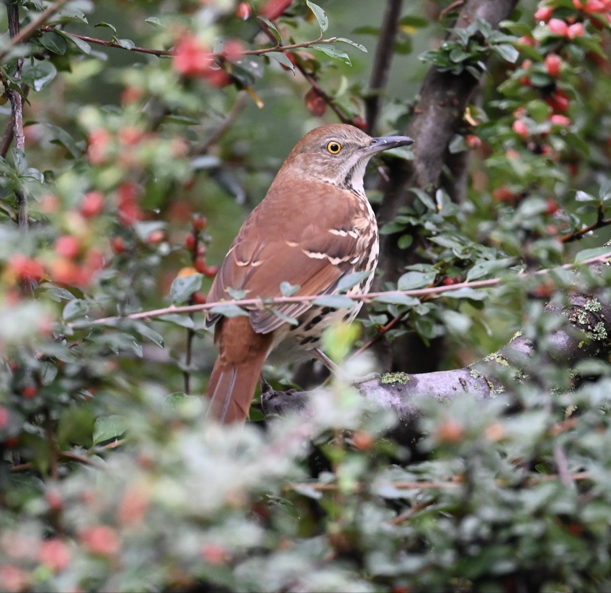 Naturelover380's tweet photo. Eureka .. stumbled upon this Brown Thrasher heading across the park by the Le Pain Quotidien, go figure.. #birdwatching #birdcpp #mymorningwalk @CentralParkNYC https://t.co/jhnZMOh8wh