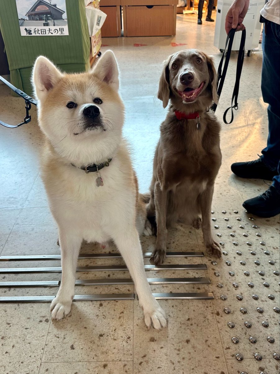 odate_akitainu's tweet photo. 【 おともだちと再会 】
左←くまくん  7歳  
右→グレースちゃん   8歳
おかえり！まだ帰ってきてたんへ💜 

#秋田犬の里 #Akitadogvisitorcenter #Akita #akitadogs #Odate #愛犬自慢 #忠犬ハチ公 #ふるさと #大館市 #あきたいぬ #秋田犬 https://t.co/EbKfj9icPA