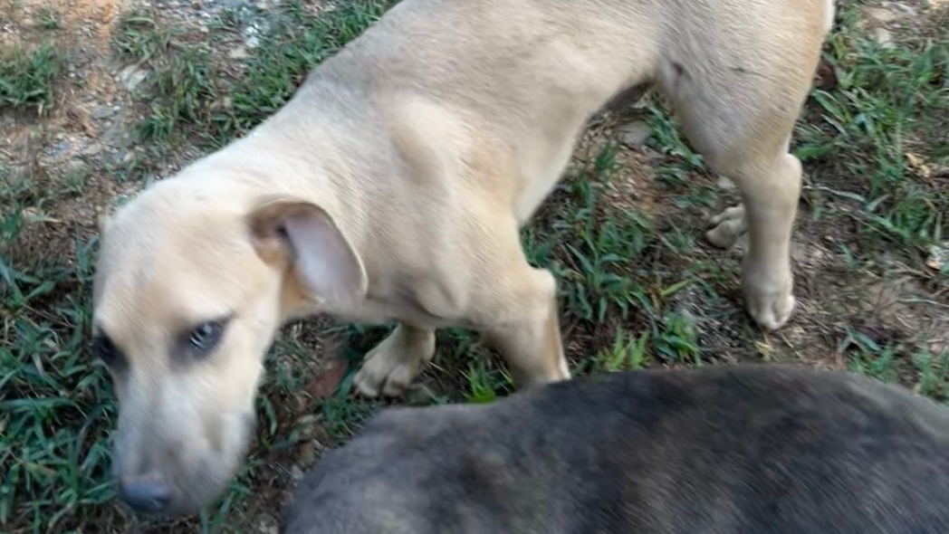 WHSVnews's tweet photo. Homeowner who shot puppies that attacked farm animals won’t be charged, officials say | Story: https://t.co/SQnjy8lgEO https://t.co/fxy76vYHyO