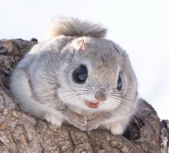 PaleoMarxism's tweet photo. 🌰✨ https://t.co/oPo489EKx4