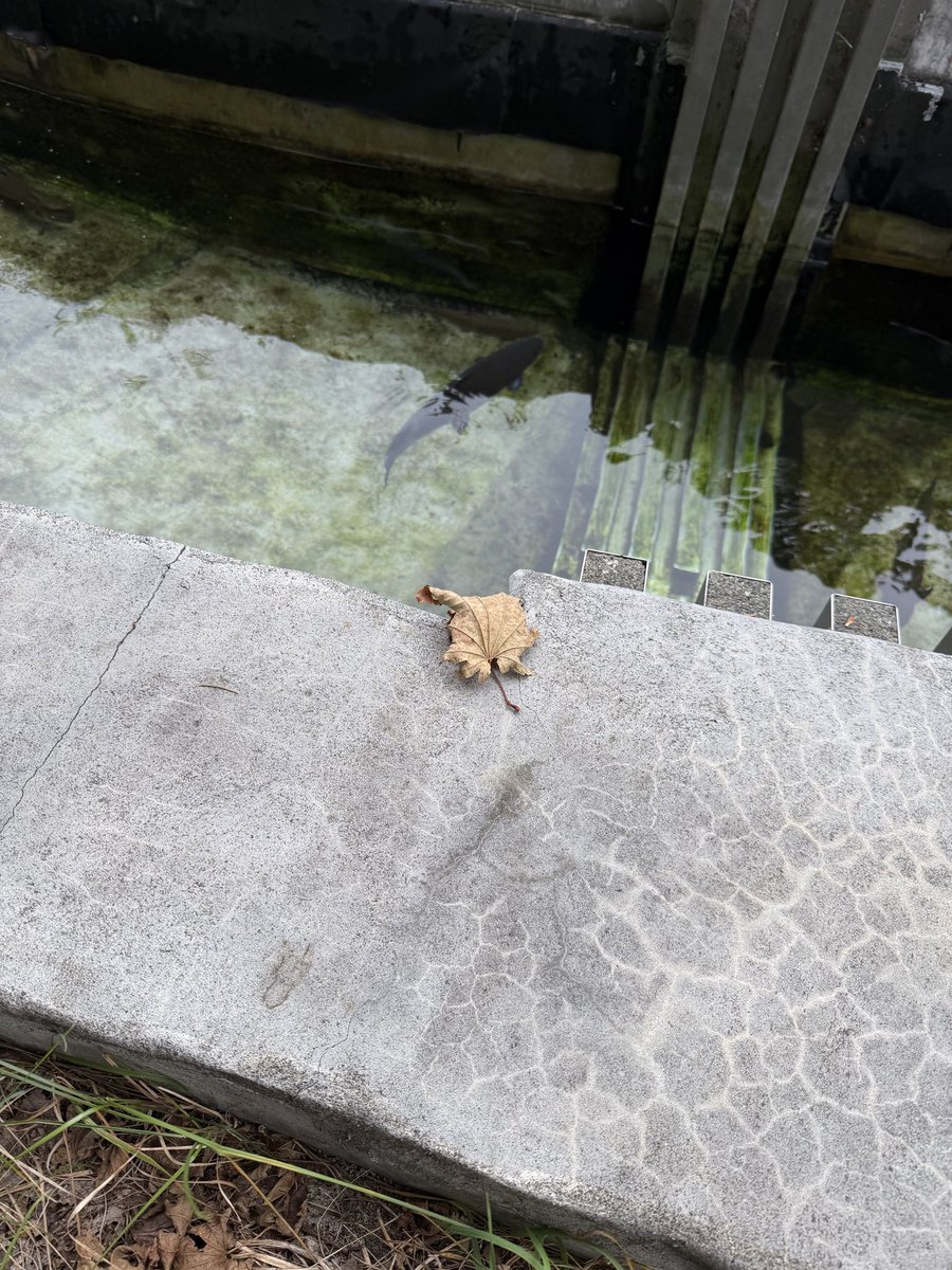 pomjirou's tweet photo. 職場の池にマタマタの子どもでも捨てられたかと思って一瞬焦っちゃった。夫に見せたらスペングラーのが近いかな、って。たしかに。 https://t.co/E6tcoRth6Q