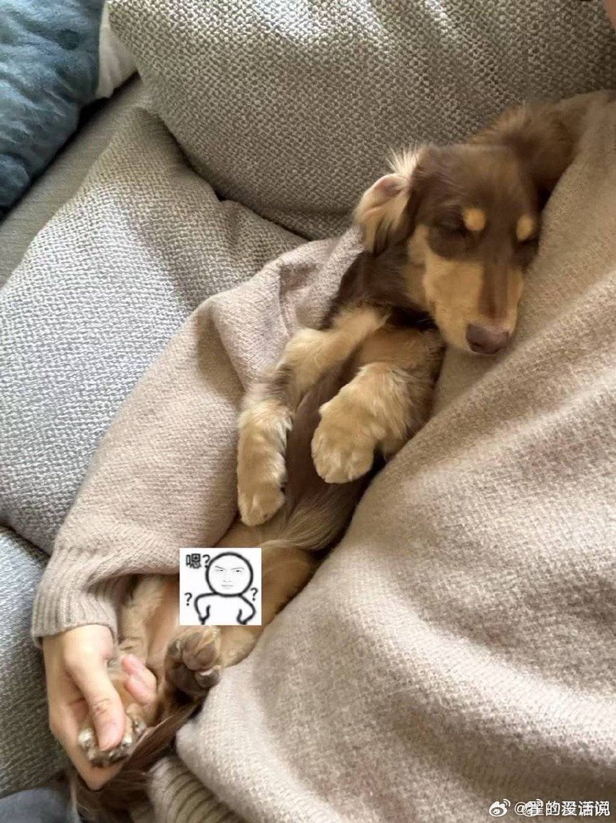 jtw2111's tweet photo. My pup’s sleepy head on my lap = the best midday pick-me-up. No words needed, just pure love https://t.co/qD85Aw5jYH