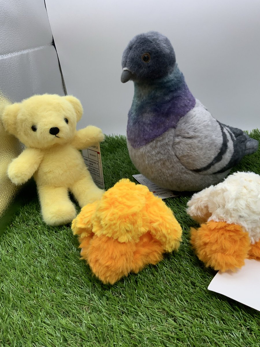 Dousin_kawaii's tweet photo. 皆様おはようございます🙇‍♀️

先日よりご紹介しております【ハト】ぬいぐるみ🕊️
いよいよ工場への最終的な指示も完了しまして、今できる範囲で一生懸命頑張りました🙇‍♀️

ぬいぐるみ屋ですから
ぬいぐるみとして可愛いように🙇‍♀️しかし、鳩って言われてみればこうなんだよなぁ、、、と勉強しながら5度のサンプル出しを経て、、、なんとか形に致しました🧐(写真4枚目が初期サンプル)

全国2700万人のポッポ屋の皆様のお眼鏡に敵いますかどうか🥺

※ギンバトのクチバシのコブは無しになります
※真っ赤な目のサンプルも作りましたが、、、怖いという声が多かったので今回は優しい目玉を選びました👀

10月末頃にポッポポッポとやって来ると思います🚢🕊️
何卒宜しくお願い申し上げます🙇

ギンバトM  21センチ　　税込　3850円
ギンバトL     26センチ　税込　4740円
グレーハトM  21センチ　税込　4180円(予価
グレーハトL  26センチ　税込　5280円(予価

グレーハト🐦はAmazon問屋さんのオリジナル商品
ギンバトは弊社でも販売させていただきますので、お顔選びを是非お申し付けくださいませ‼️

グレーハトもできるだけ安心してお求め頂きたいので、販売方法やお顔選びはできないのか？など、これから交渉して参ります‼️ご心配なお客様は、DM✉️やコメントで私にご質問やご予約を頂けましたら対応させて頂きます🙇‍♀️

実物の鳩よりやや大きめ🐦抱き心地満点の子達です🙇‍♀️何卒宜しくお願い申し上げます🙇