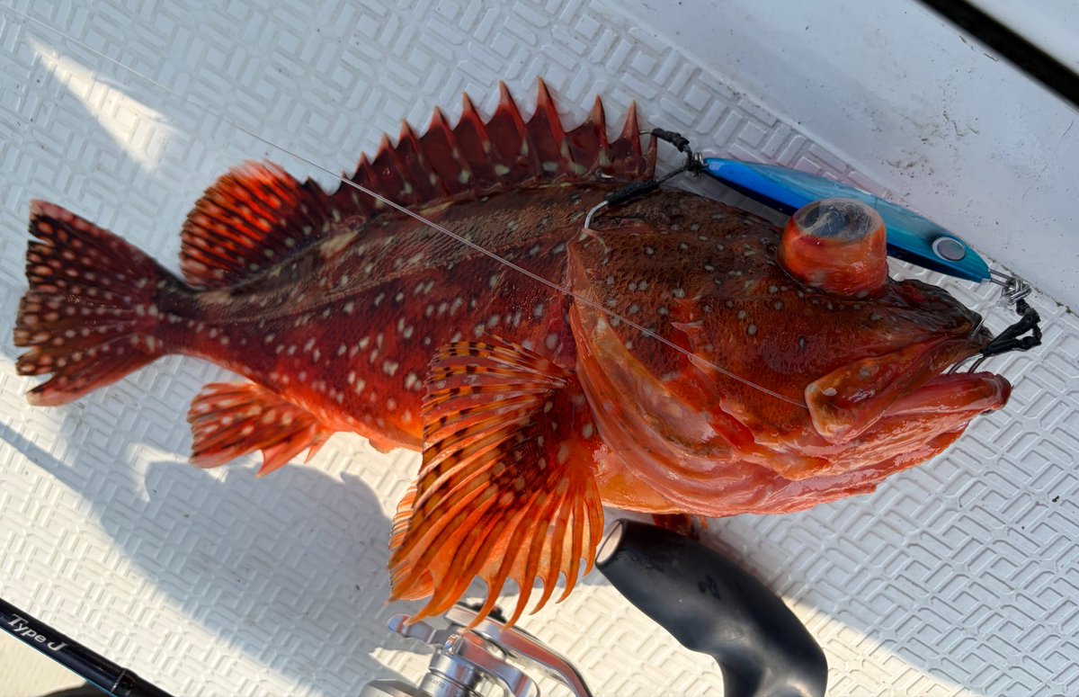 BaKa_Ryy's tweet photo. シバジグTGで怪獣GET🐟✨　

#シバジグ
#シバジグTG https://t.co/Z1OcRiSmYh