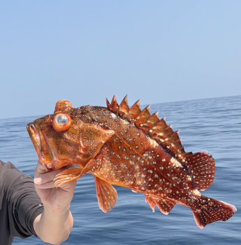 BaKa_Ryy's tweet photo. シバジグTGで怪獣GET🐟✨　

#シバジグ
#シバジグTG https://t.co/Z1OcRiSmYh