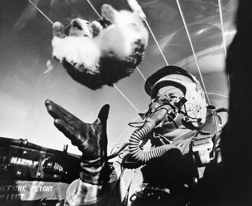 blackstarops's tweet photo. they were testing the effects of weightlessness on kittens in the cockpit of a jet at 25,000 feet in the 50s btw https://t.co/1qLDar12hW