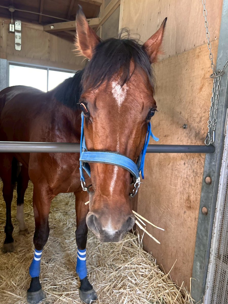bigroof_racing's tweet photo. おはようございます☔️

今日のオフショットはポッポです🐦💙
ポッポはナカヤマフェスタ似のイケメンです。
顔も性格もやることも父親そっくりだそうです💭

後ほどポッポの調教動画を共有します🙌 https://t.co/p39fR4JeSn