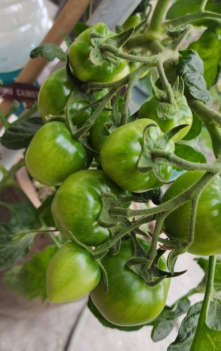 FrancescoPgq5up's tweet photo. Got extra fresh veggies from my balcony garden today! Dropped a bunch at Mrs. Lee’s door next door—said they’ll make her favorite soup. Small neighborly things hit different. https://t.co/1aR5Clw7AE