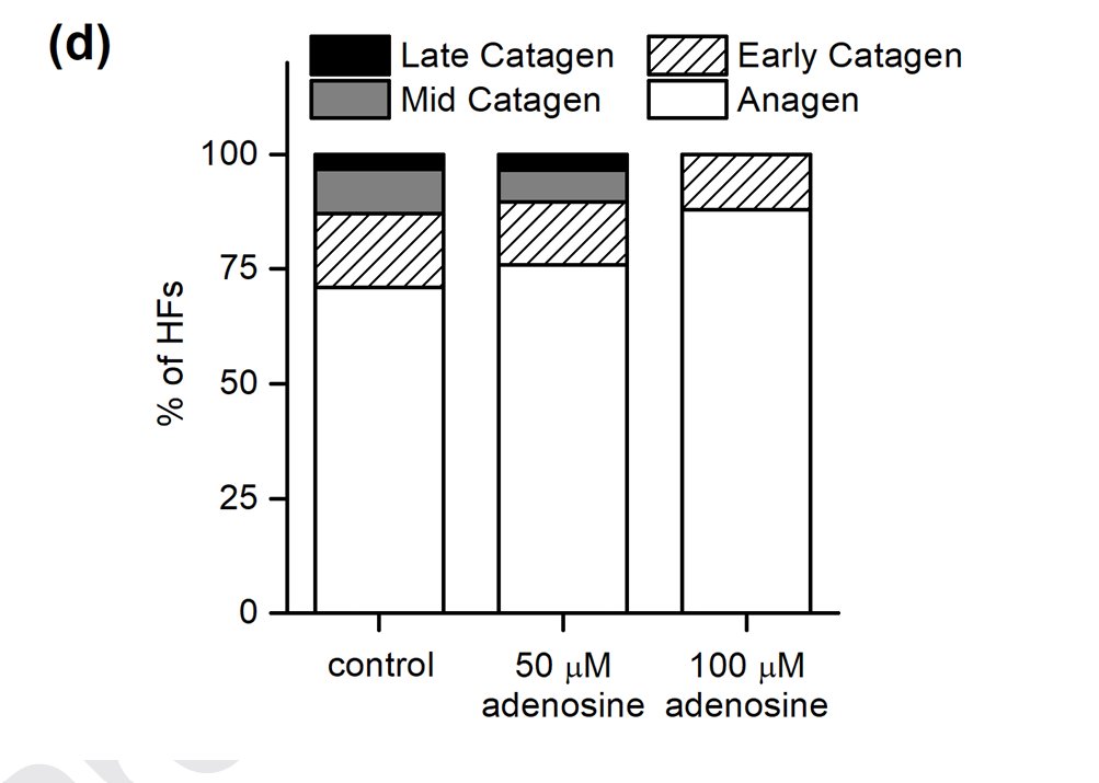 MoreDotHair's tweet photo. You have 3 phases in your hair follicle cycle

1. Anagen: the active growth phase where cells divide very fast forming hair strands, 80-90% of your scalp should be in anagen at any given moment.

2. Catagen: the follicle gets a signal to stop making new hair, it shrinks and pulls away from its blood supply.
It's the transition phase between growing to shedding.

3. Telogen: the follicle stops growing and rest, the old hair loosens and falls out during brushing or washing.
stress and inflammation push follicles into this phase.

You need to maximize your anagen if you want more hair.

Adenosine blocks the catagen and increases the anagen phase.