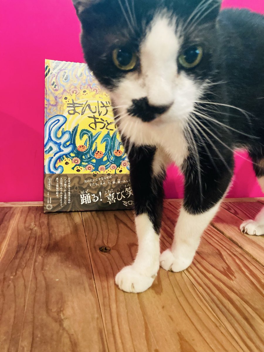 mirocomachiko's tweet photo. 🌕新作絵本ができました🌕

『まんげつおどり』
ミシマ社 刊

奄美大島で歌い踊られる「八月踊り」から着想した、大自然のめぐみふりそそぐ、祈りと祝福の絵本。

✴︎特典付き！

編集：筒井大介
装幀：漆原悠一(tento) 

https://t.co/RH0q6Fwxfk https://t.co/V3oR6P8Y4f