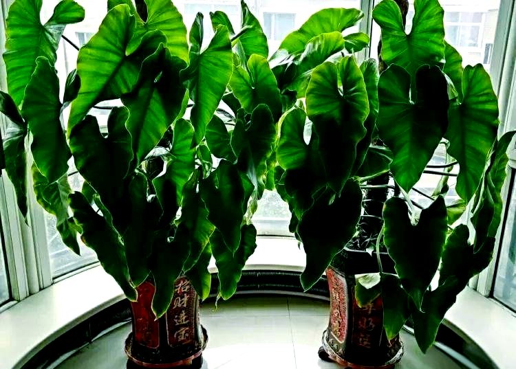 anthony2avaroge's tweet photo. Pro tip for your pothos: Wipe its leaves weekly with a damp cloth to remove dust—this helps it absorb light better and grow lush! https://t.co/euZFdm7LEW