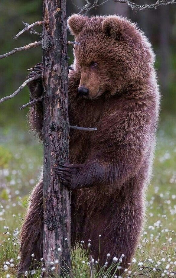 GShunhat's tweet photo. Баавгай нэрэлхүү амьтан. Ямар ч хүчтэй дайсан байсан "нэрэнд муухай юм даа" гэж өөдөөс нь таахалзаж очоод алуулна. Харин могой харвал "малгай"-гаа унагаад  л зугтаана.Тиймээс анчид баавгайтай газар эрээлж будсан модон могой авч явж унтахдаа үүдэндээ өлгөдөг https://t.co/zfnfCuqejk
