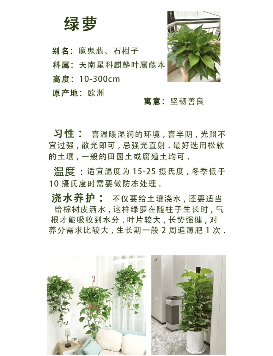 ToniWurzer's tweet photo. Pro tip for your pothos! Let the top 2 inches of soil dry out between waterings, and it’ll thrive—no overwatering blues! Follow for more easy plant care hacks. https://t.co/JE8Rqy933M