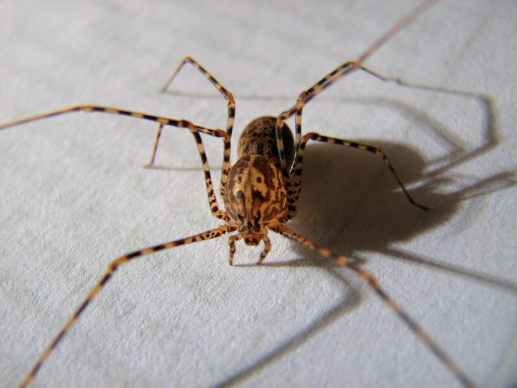 RaulJordan54459's tweet photo. @EnsedeCiencia Está es la araña tigre o escupidora que se alimenta de otras arañas, entre ellas la araña violinista 😎👌🏼 https://t.co/FI2qCJCqam