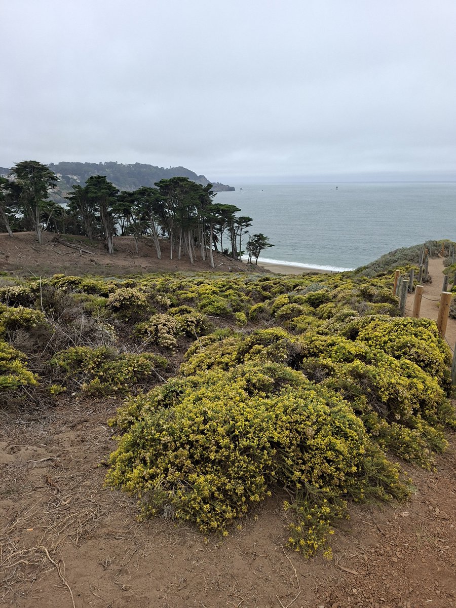 cristinamora66's tweet photo. Avui un dia super rúfol, amb vent i fred, però San Francisco ja ho té això. Tornant de Sausalito, un cop atravessat el Golden Gate, caminada pel trail (el nostre camí de ronda) fins a Baker Beach. Una altra perspectiva del magnific pont #goldengatebridge🌉 https://t.co/hVDRCHojZO