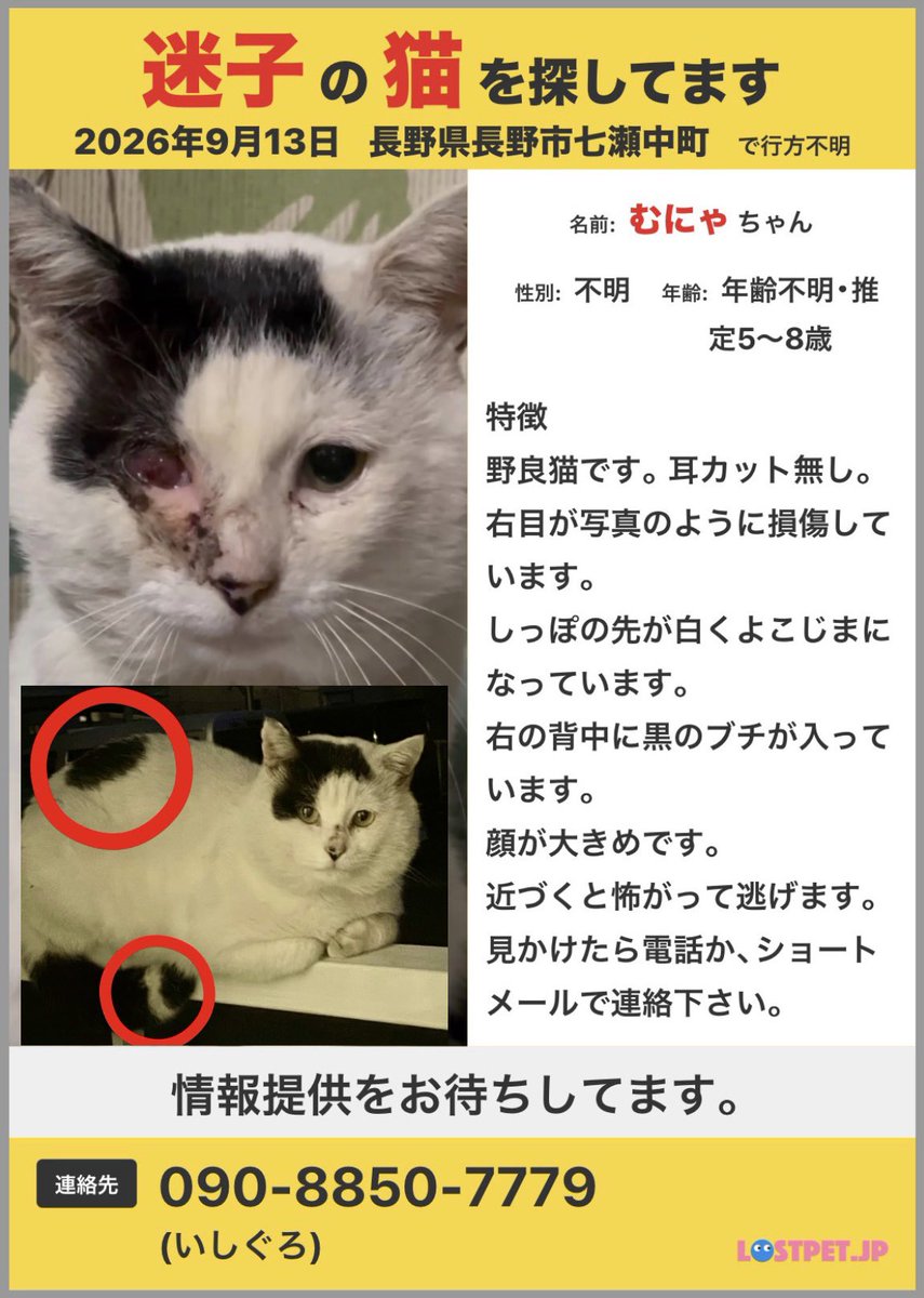 tkg5fk's tweet photo. 行方不明になって8日が経ちました。
些細な情報でも構いません。長野県長野市七瀬中町周辺で見かけた方がいたらご連絡ください
野良猫を保護した際にキャリーから逃げてしまいました。首輪はしていません。
近づくと逃げてしまうので、見かけたらご連絡ください。
ご協力お願いいたします。  #長野市 https://t.co/JTccln2Xzb
