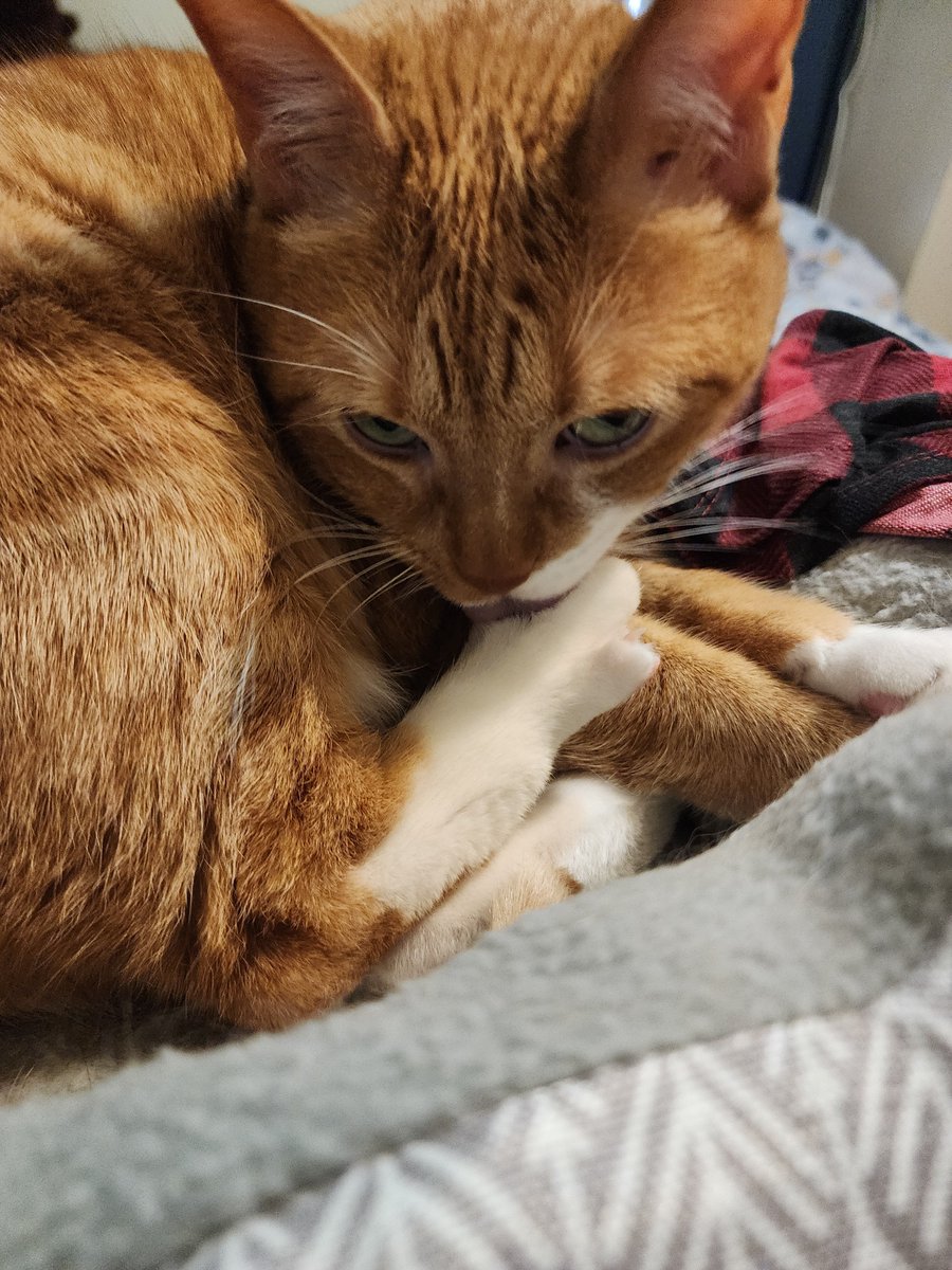 cheesarbean's tweet photo. Clean toes important https://t.co/qngA5YZSH9