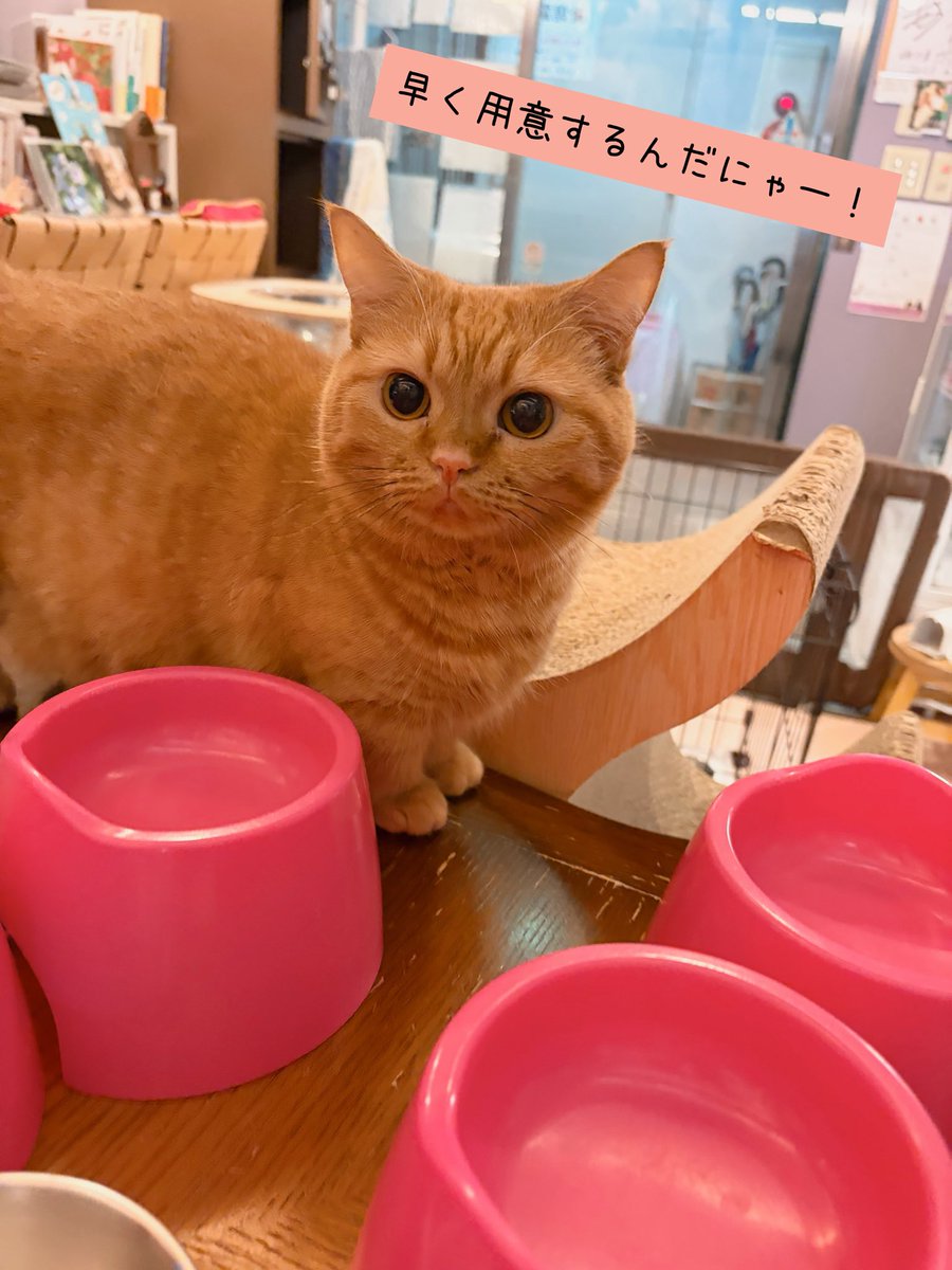 chachanyancafe's tweet photo. 2026.9.21（月祝）
Open 11:00
Close 19:00

部屋を飛び出し、ルンルンのてまり様💛

食いしん坊のりかちゃん🩷

⚠️台風に気をつけてお過ごしください🙇‍♀️

#保護カフェchacha #にゃいるどはーと #保護犬 #保護猫 #里親募集 #練馬駅 #保護猫カフェ #保護犬カフェ https://t.co/us3J4gfK8s