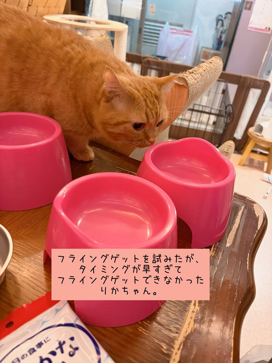 chachanyancafe's tweet photo. 2026.9.21（月祝）
Open 11:00
Close 19:00

部屋を飛び出し、ルンルンのてまり様💛

食いしん坊のりかちゃん🩷

⚠️台風に気をつけてお過ごしください🙇‍♀️

#保護カフェchacha #にゃいるどはーと #保護犬 #保護猫 #里親募集 #練馬駅 #保護猫カフェ #保護犬カフェ https://t.co/us3J4gfK8s